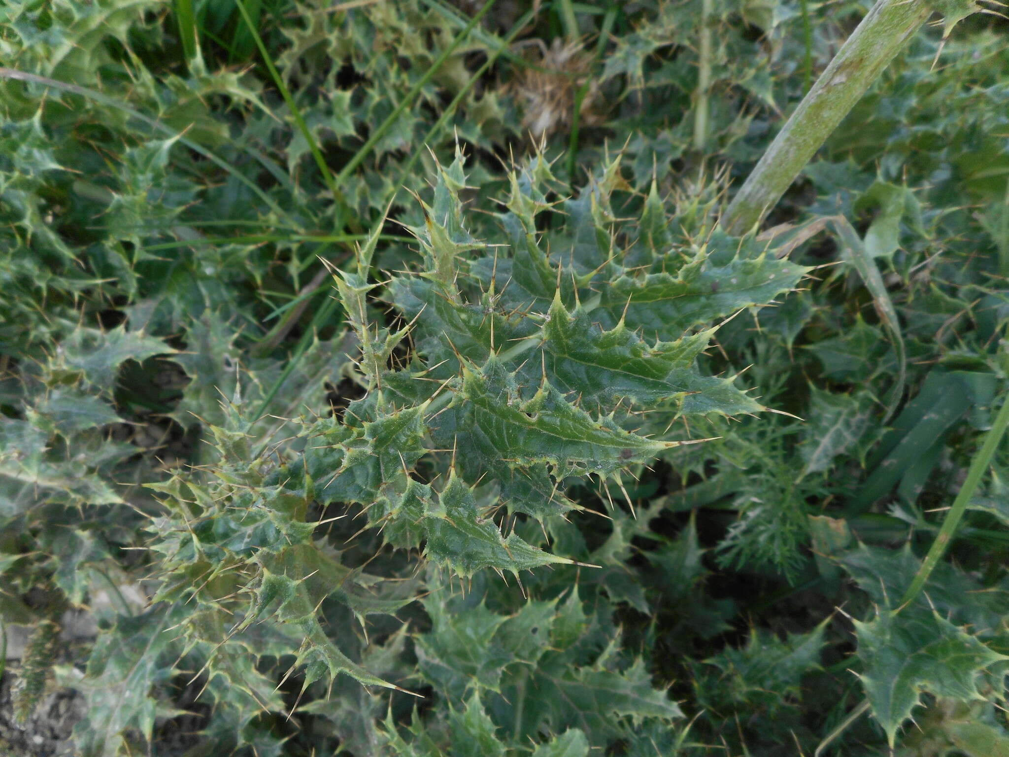 Plancia ëd Cirsium bertolonii Spreng.