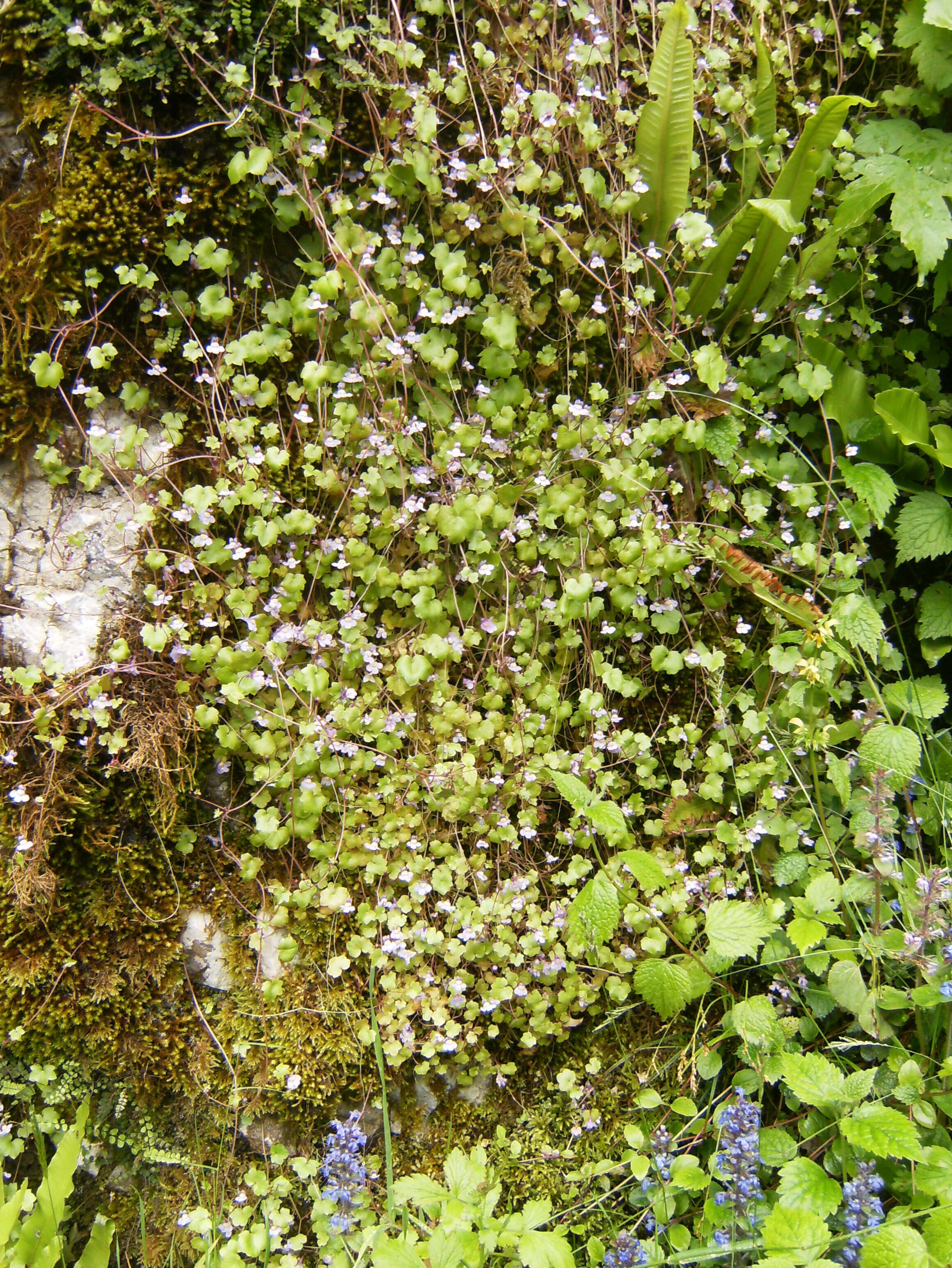 Image of Ivy-leaved Toadflax