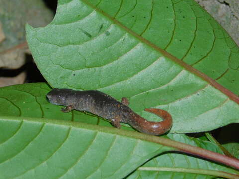 Image of Coffee Grove Salamander