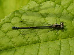 Imagem de Coenagrion puella (Linnaeus 1758)