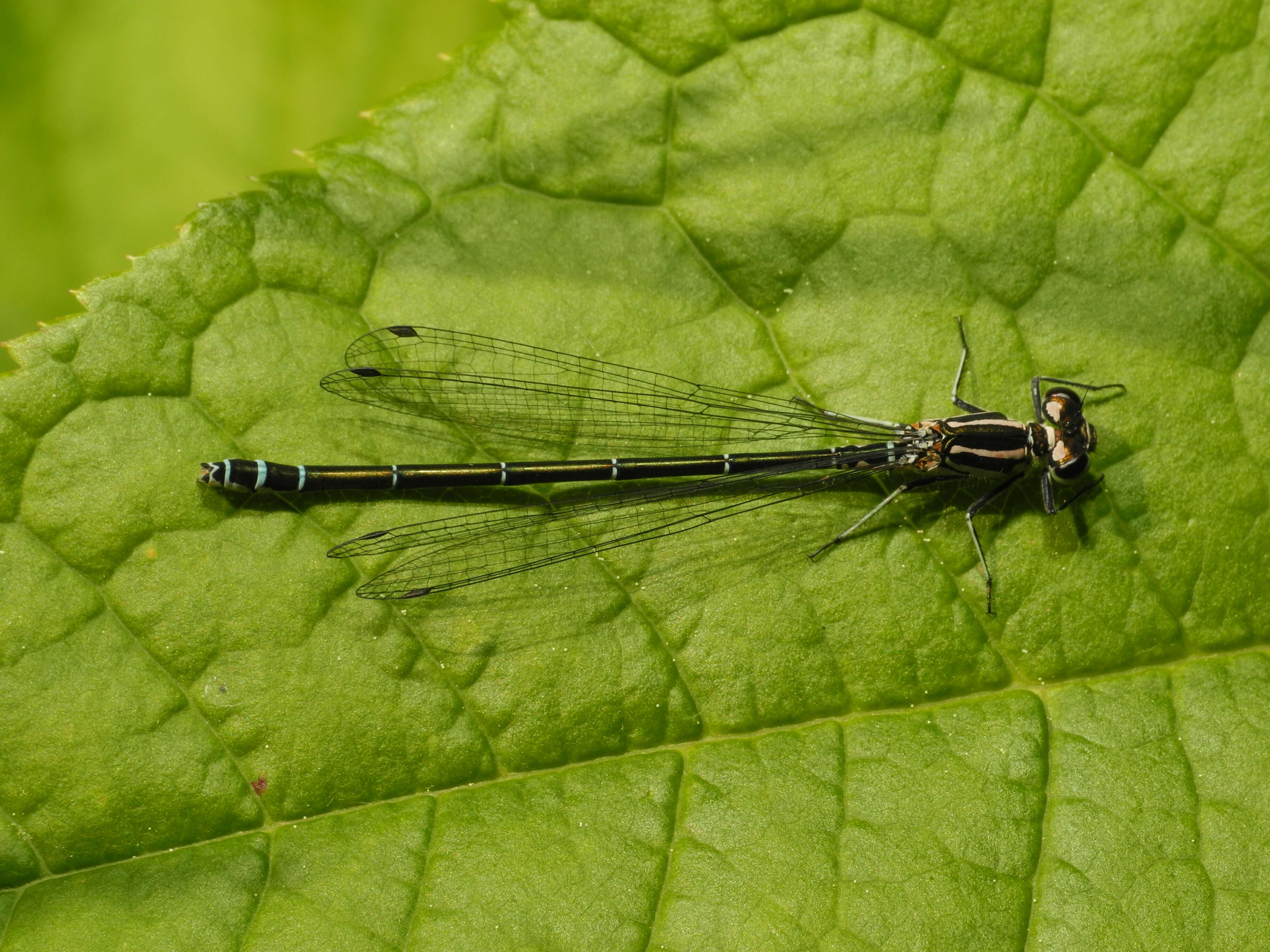 Image of Azure Bluet