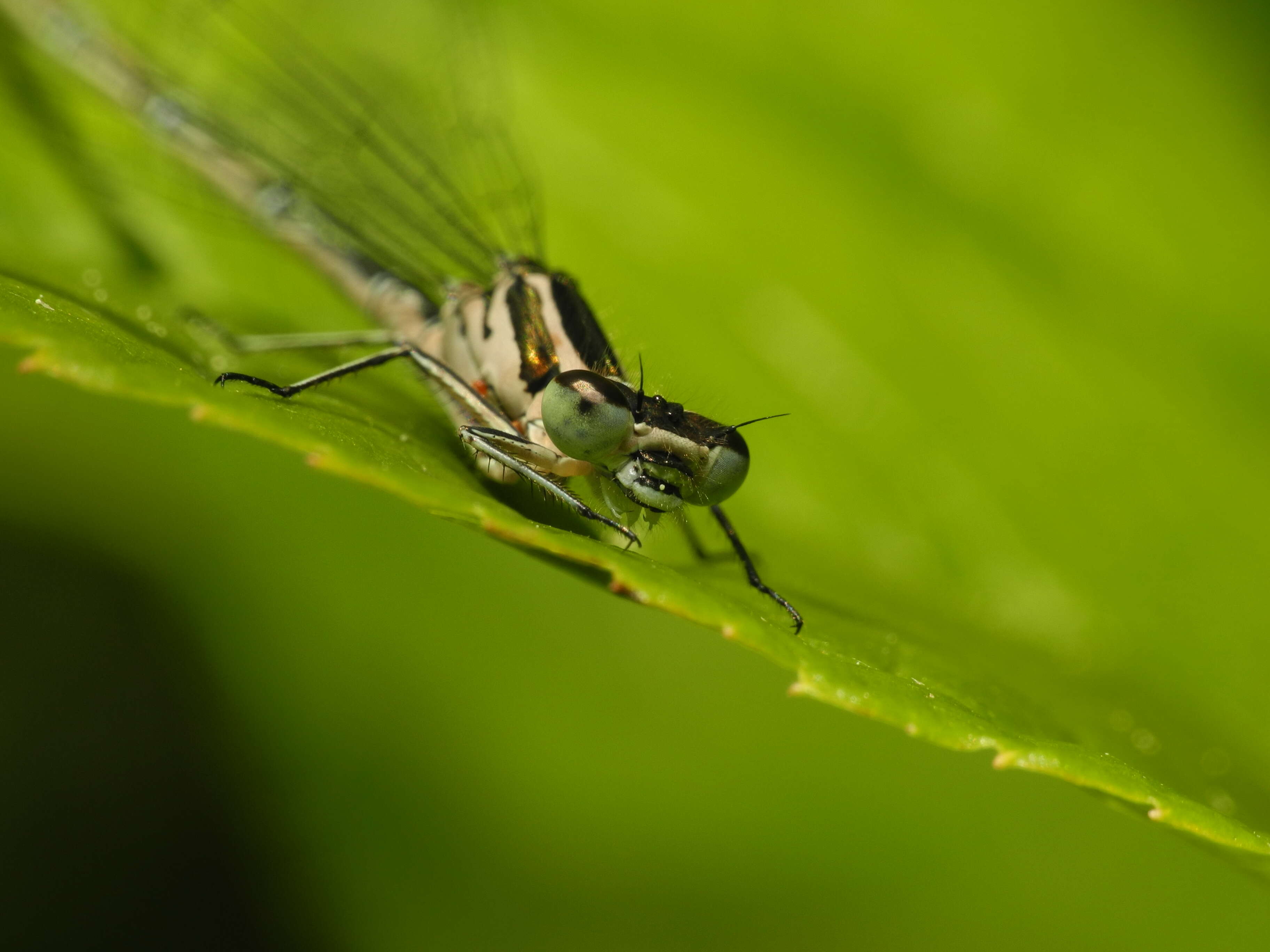 Image of Azure Bluet