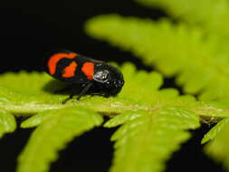 Image of Red-and-black Froghopper