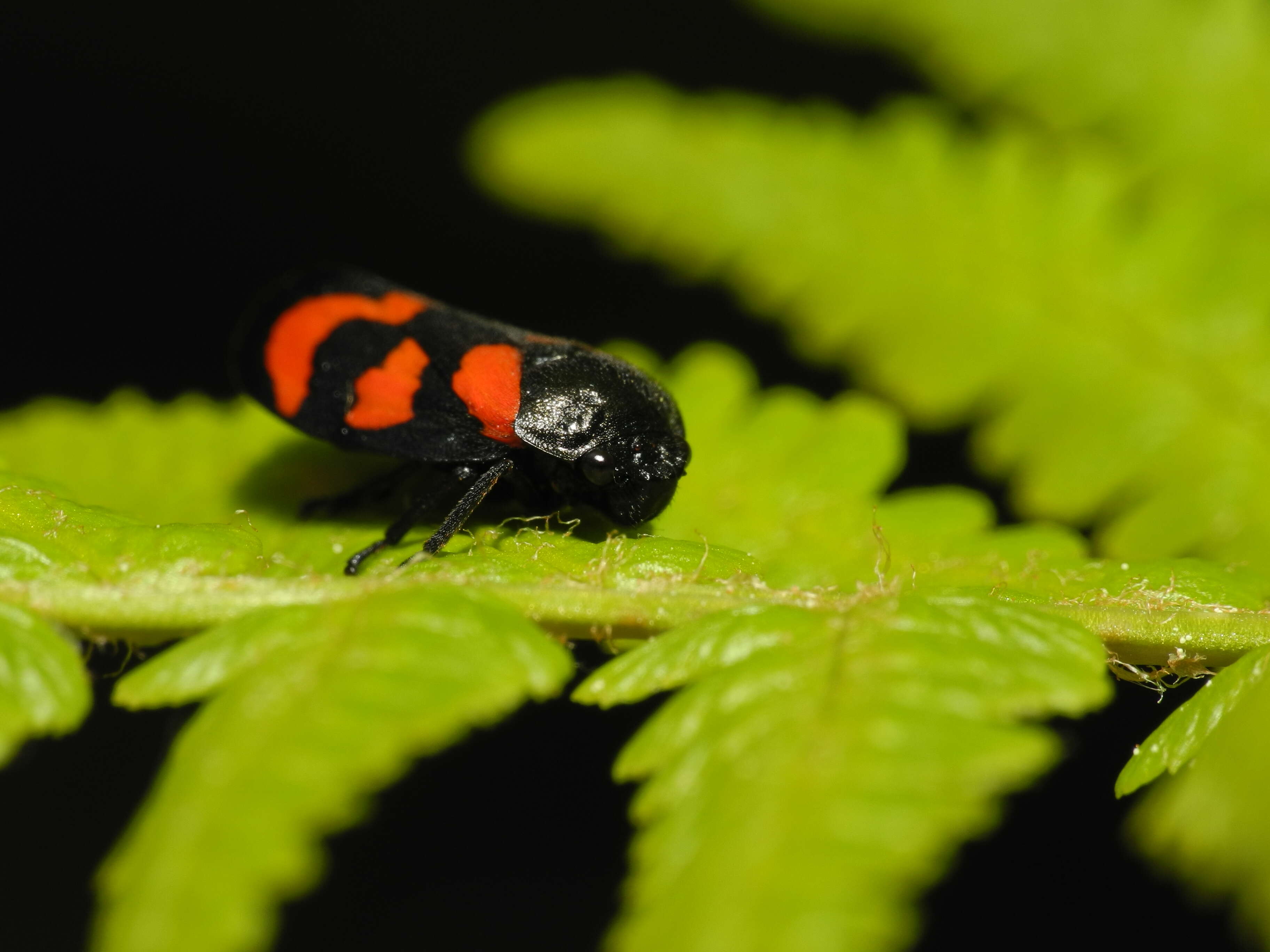 Image of Red-and-black Froghopper