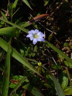 صورة <i>Gentiana loureiroi</i> (G. Don) Grisebach