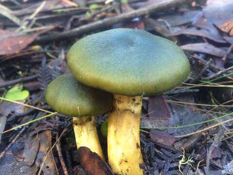 Image of Cortinarius austrovenetus Cleland 1928