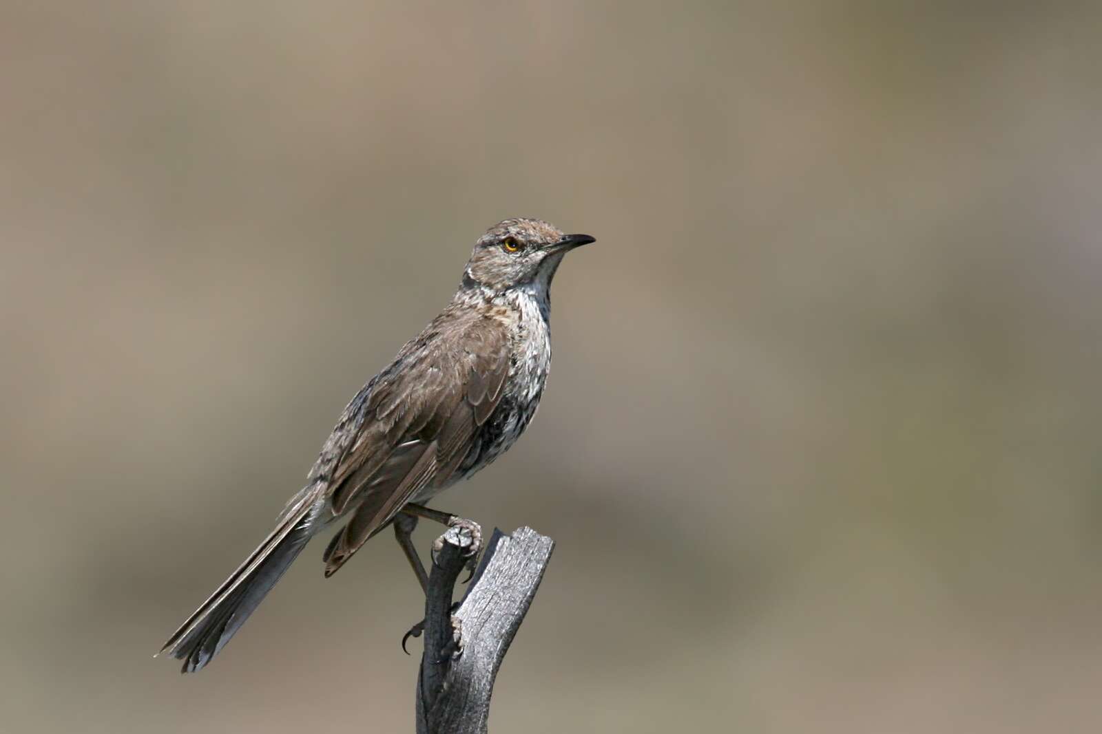 Image of Oreoscoptes Baird & SF 1858