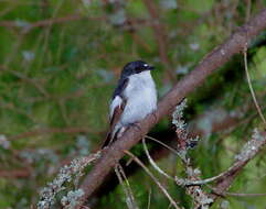 Image of European Pied Flycatcher