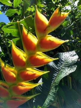 Heliconia wagneriana Petersen的圖片