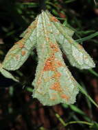 Image de Cucumis zeyheri Sond.