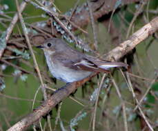 Image of European Pied Flycatcher