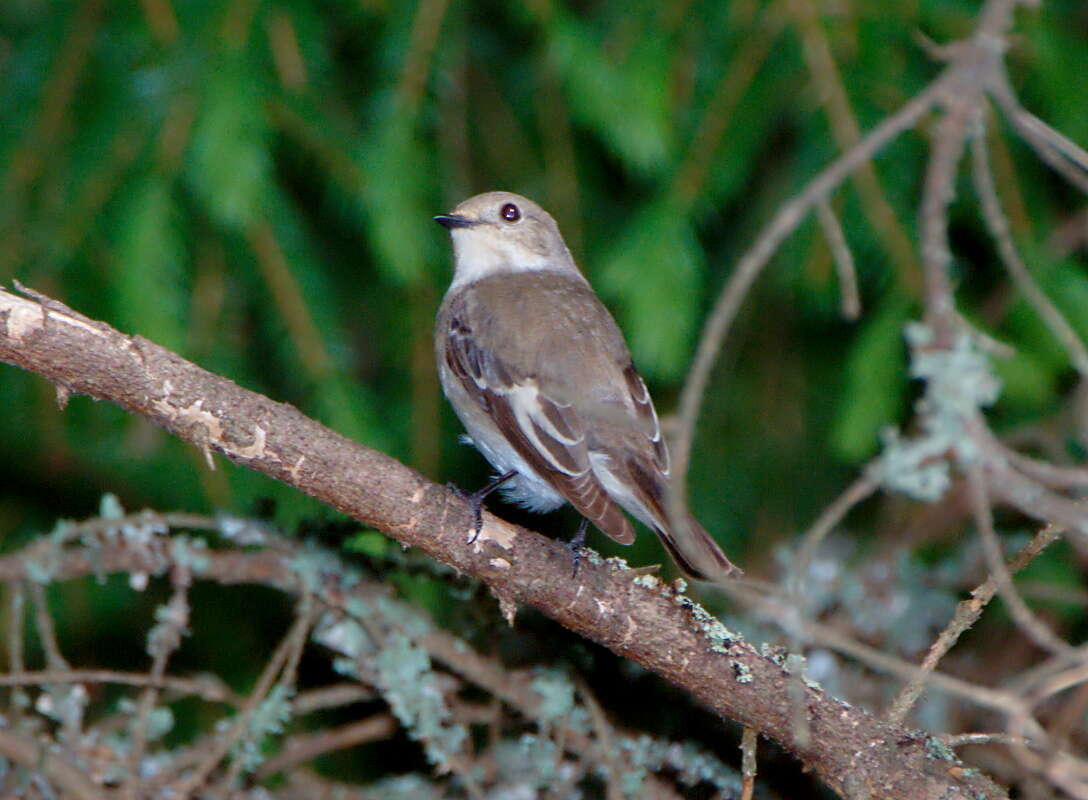 Plancia ëd Ficedula hypoleuca (Pallas 1764)