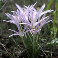 Слика од Colchicum stevenii Kunth