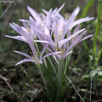 Image of Colchicum stevenii Kunth