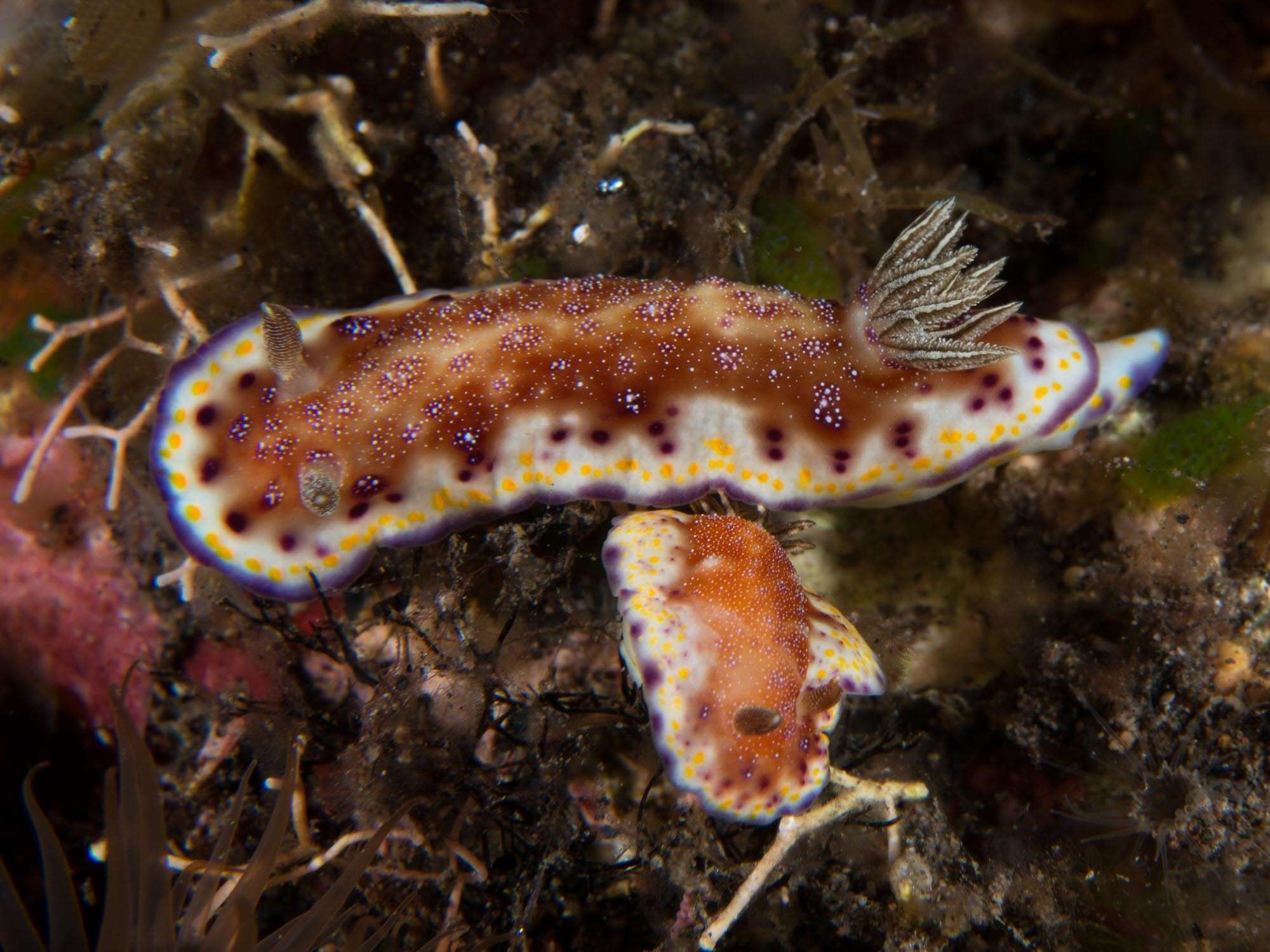 Image of Goniobranchus collingwoodi (Rudman 1987)