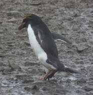 Image of Macaroni Penguin