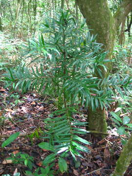 Plancia ëd Podocarpus sellowii Klotzsch ex Endl.