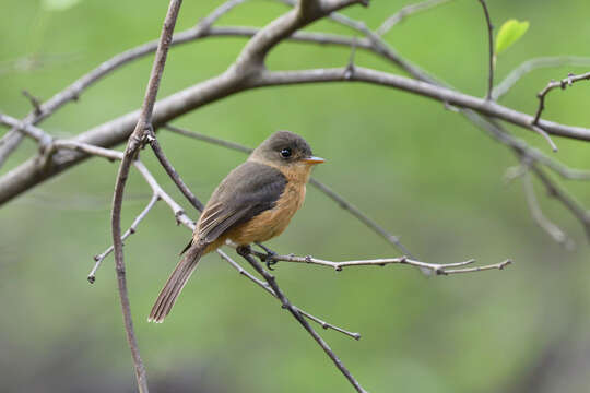 Contopus latirostris (Verreaux & J 1866)的圖片