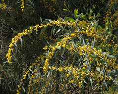 Image of orange wattle