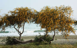 Image of orange wattle