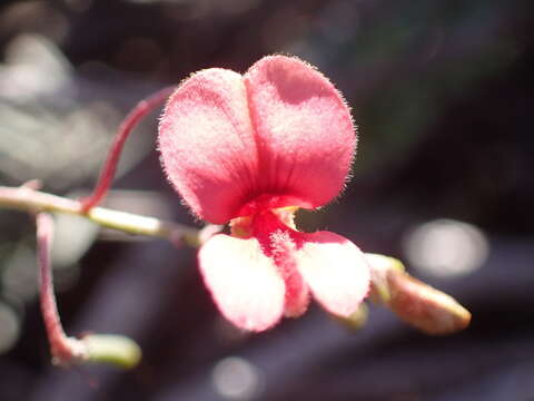 Image of Indigofera microcarpa Desv.