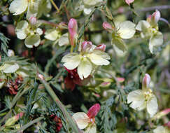 Image of Yellow Leschenaultia