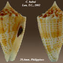 Image of Conus habui Lan 2002