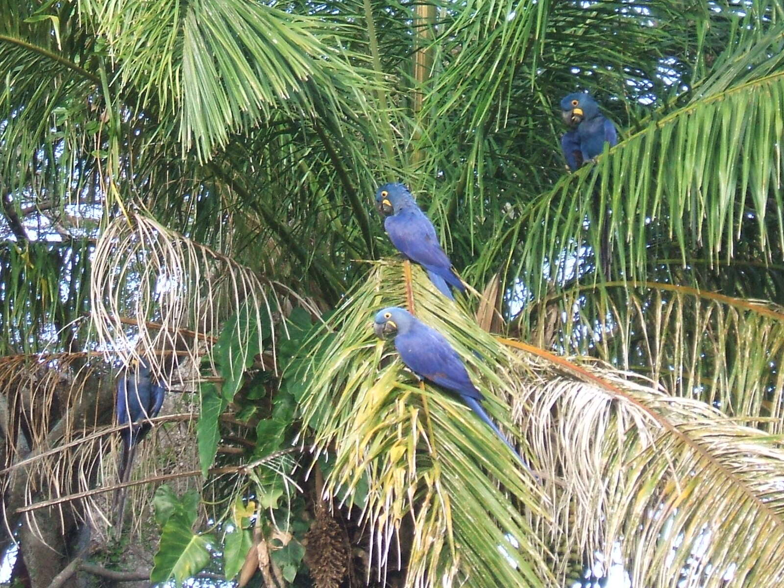 Image of Hyacinth Macaw