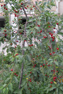 Imagem de Prunus cerasus L.