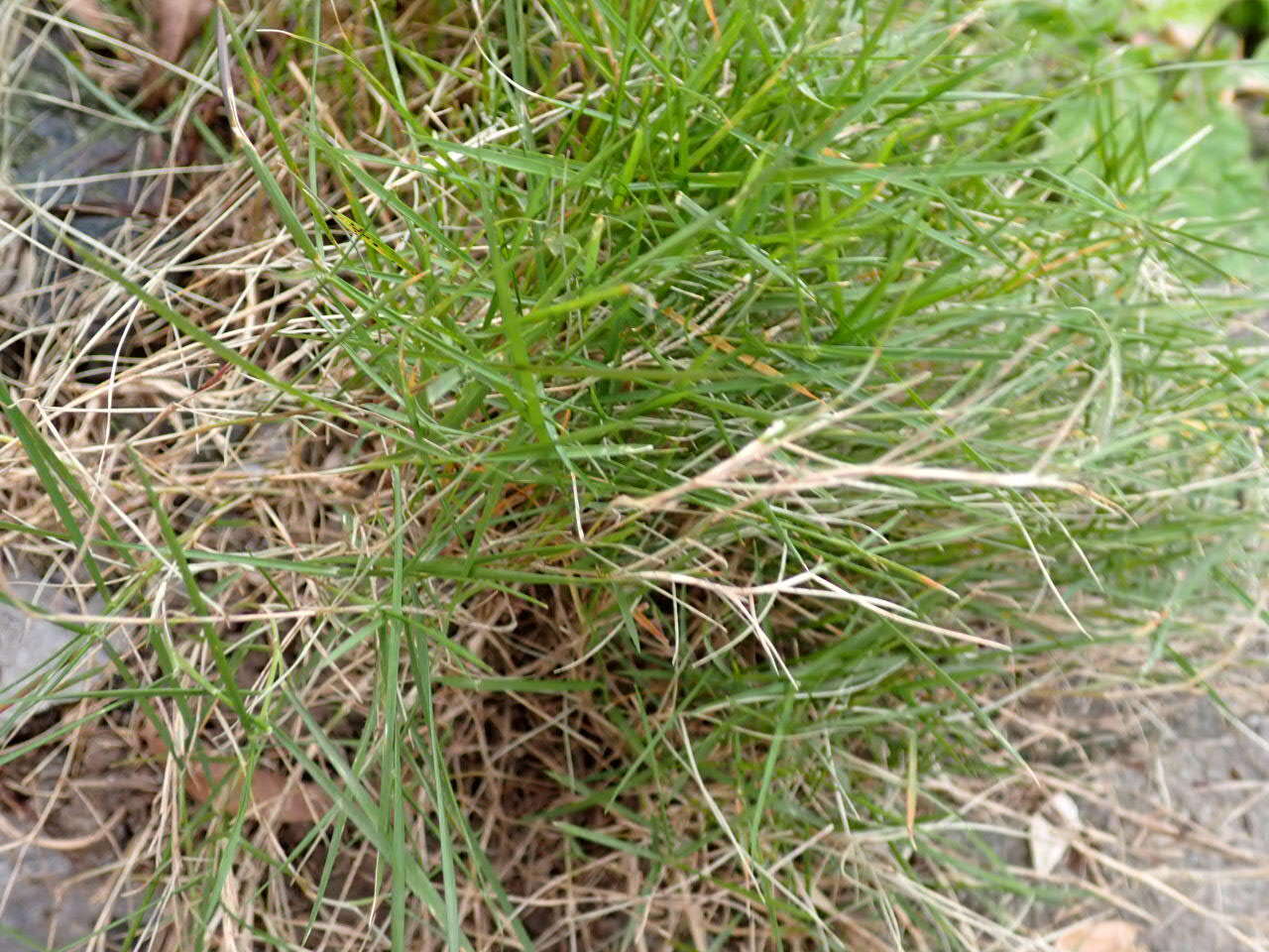 Image of Pacific Temple Grass