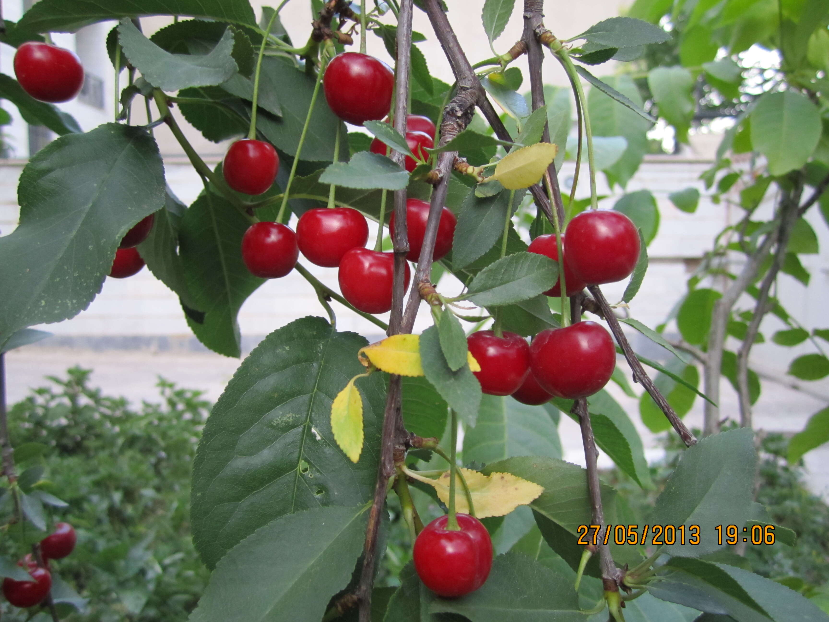 Image of sour cherry