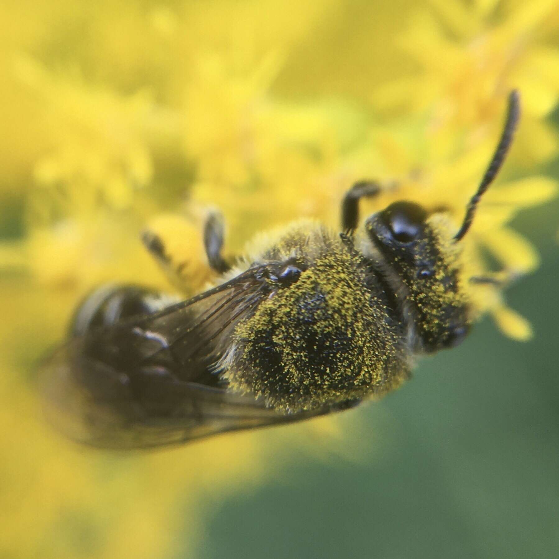 Imagem de Colletes simulans armatus Patton 1879