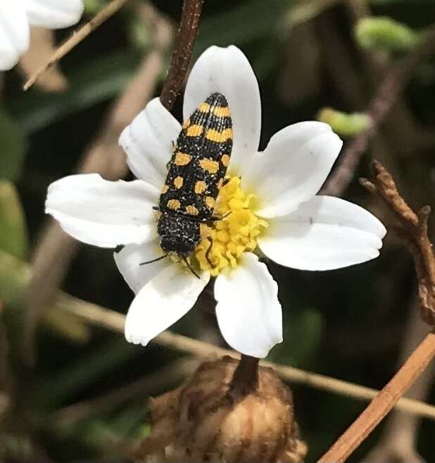 Image of Acmaeodera quadrifasciata (Rossi 1790)