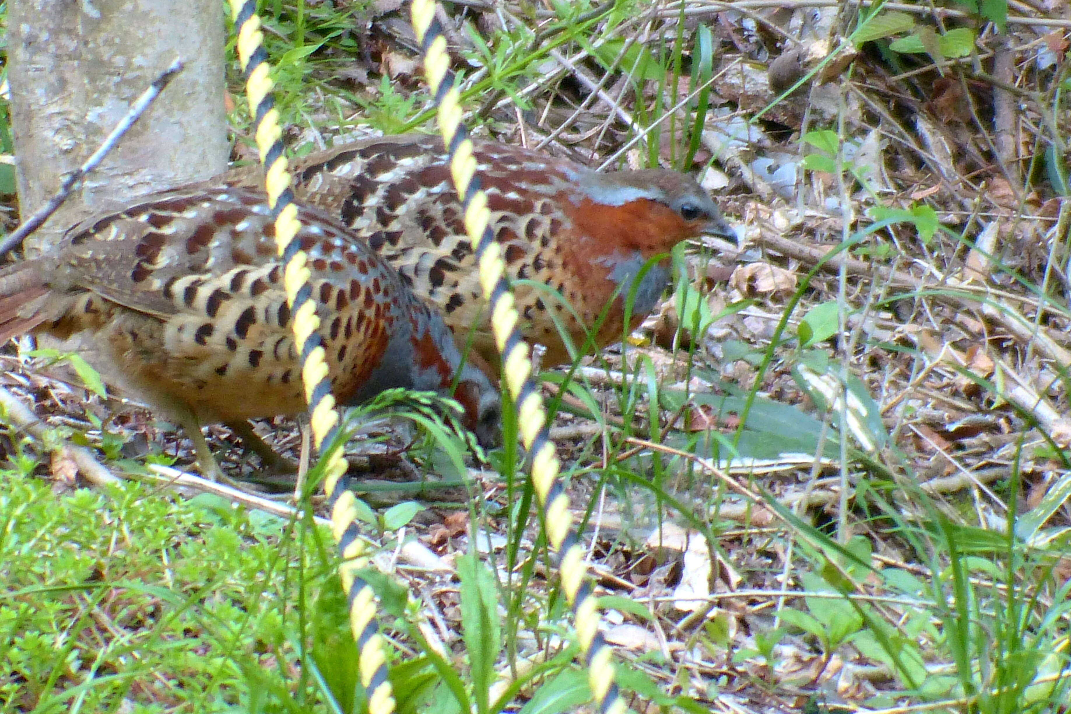 Image of Chinese Bamboo Partridge