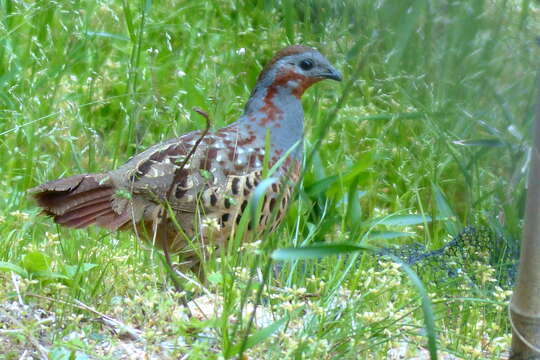 Image of Chinese Bamboo Partridge