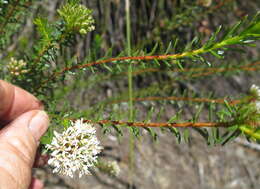 Image of Agathosma bifida (Jacq.) Bartl. & Wendl. fil.