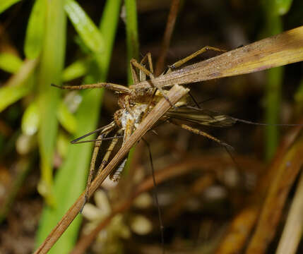 Image of Nursery-web spider