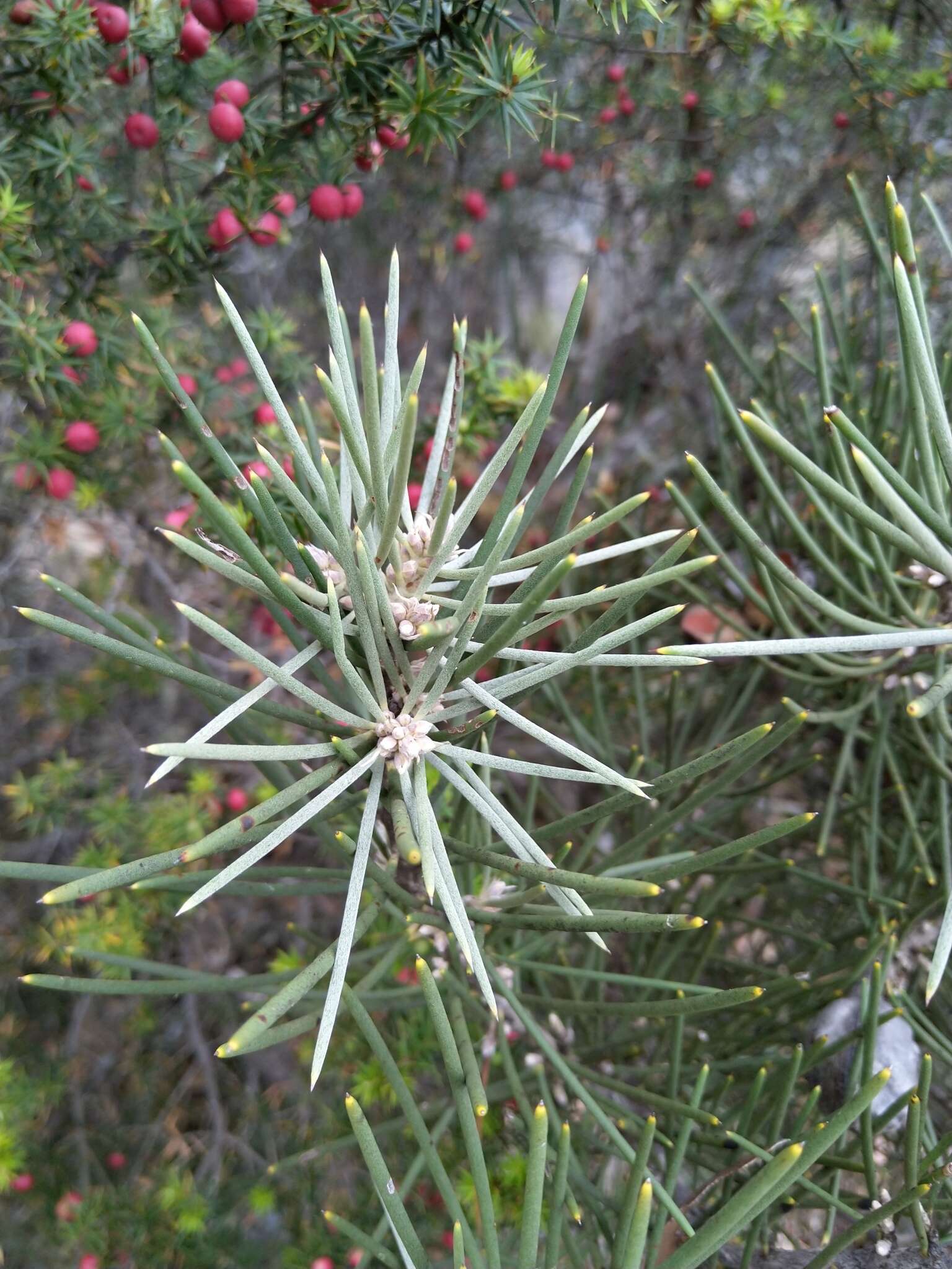 Image of Hakea lissosperma R. Br.