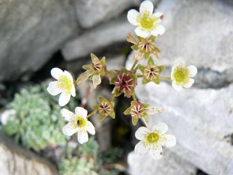 Image of Livelong Saxifrage