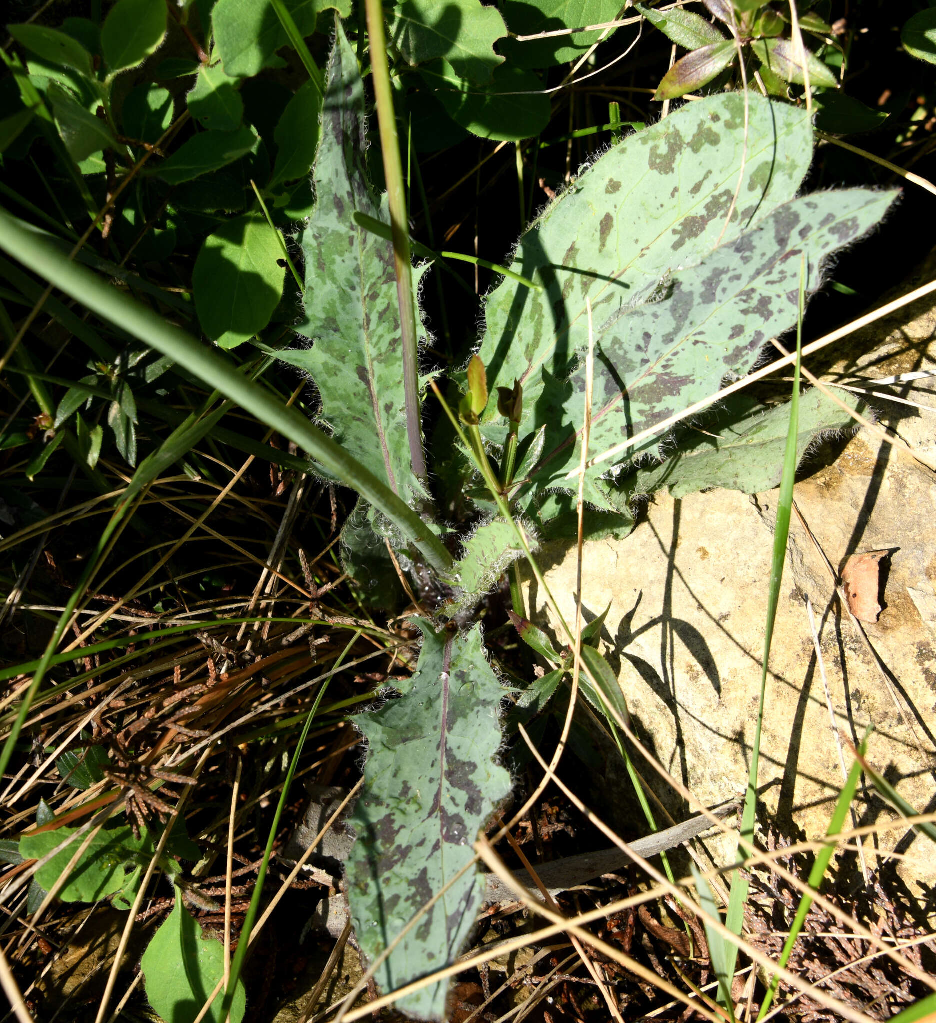 Image of Hieracium glaucinum Jord.