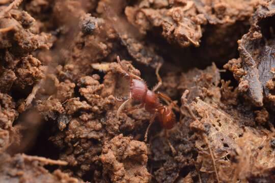 Image de Cheliomyrmex andicola Emery 1894