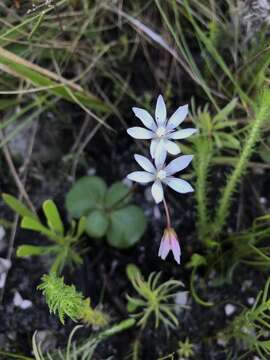 Image of Crassula capensis (L.) Baill.