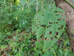 Слика од Dioscorea bulbifera L.