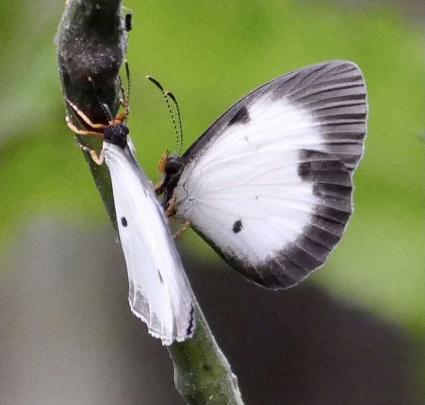 Imagem de Larinopoda aspidos H. H. Druce 1890