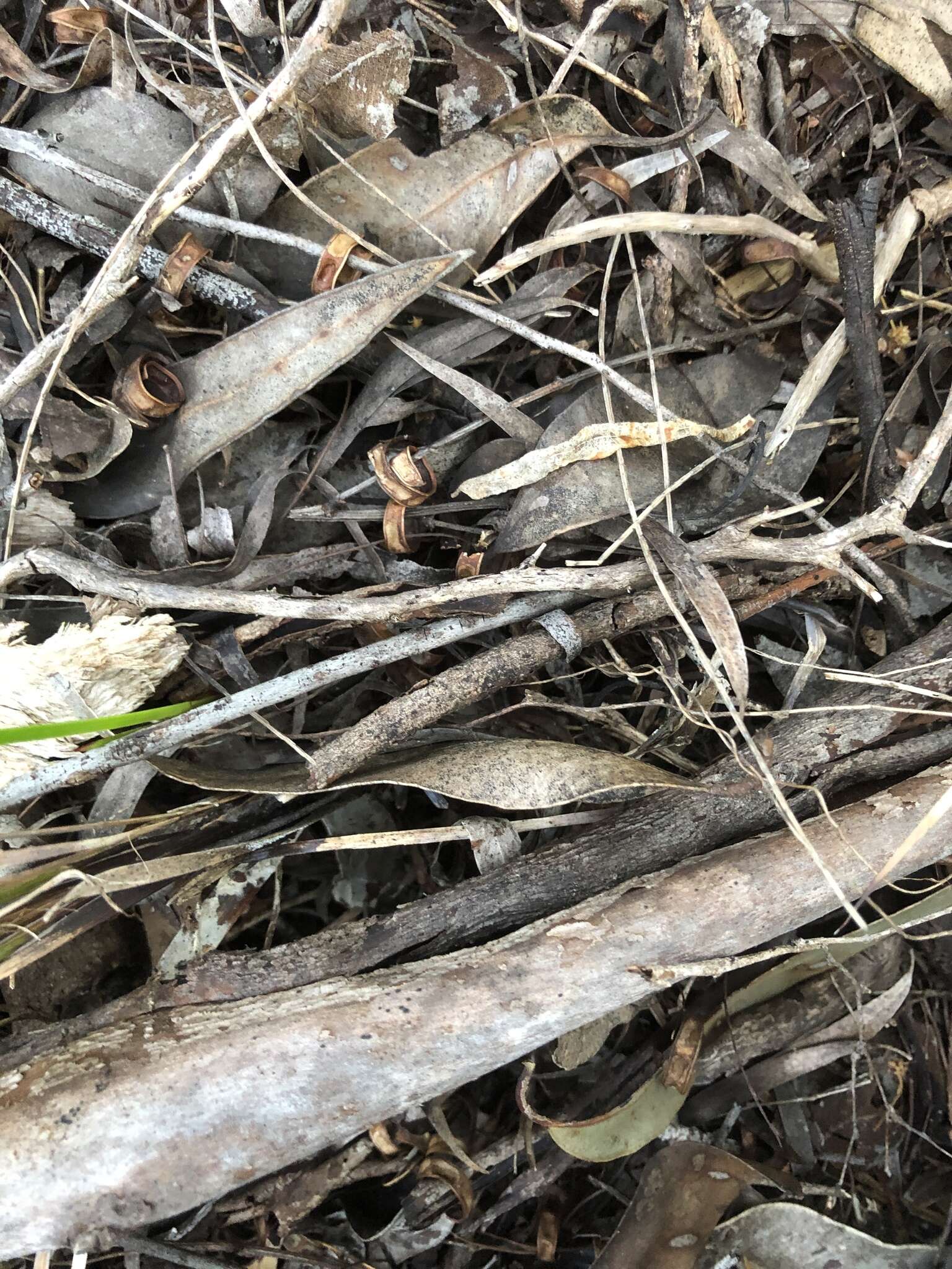 Caladenia brownii Hopper resmi