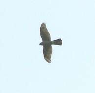 Image of Eurasian Sparrowhawk