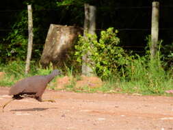 Image of Brown Tinamou