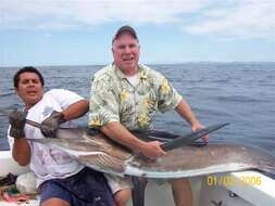 Image of Blue marlin fish