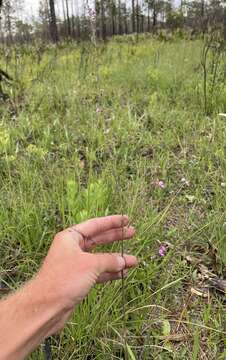 Imagem de Desmodium tenuifolium Torr. & A. Gray