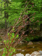 Image of Hypericum hircinum subsp. hircinum